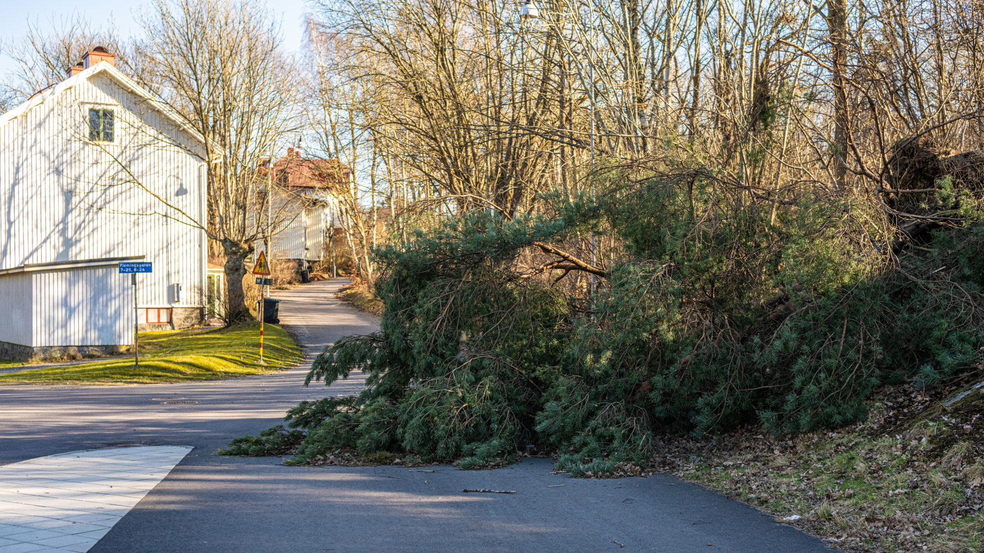 fallen tree